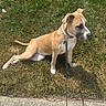 Journey is registered to the contest to win money with this photo: dog, leash, grass, sidewalk, outdoor, pet, canine, brown, white, collar, sitting, sunny, daytime, nature, animal, quiet, calm, young_dog, paw, ears