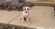 Journey joined the competition — help win amazing prizes! puppy, dog, pet, concrete, porch, brick_wall, door, window, grass, leaves, outdoor, young, cute, animal, nature, fall, small, sitting, curious, front_yard