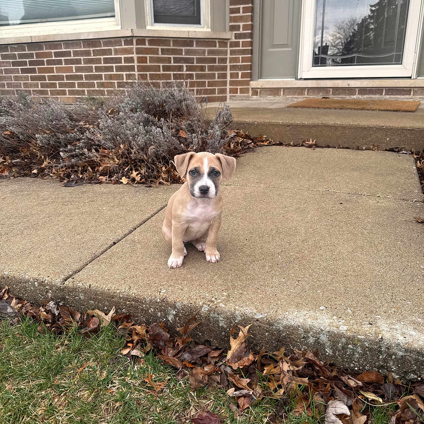 Journey joined the competition — help win amazing prizes! puppy, dog, pet, concrete, porch, brick_wall, door, window, grass, leaves, outdoor, young, cute, animal, nature, fall, small, sitting, curious, front_yard