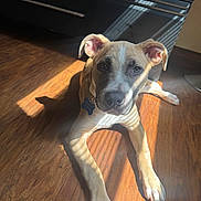 Journey is registered to the contest to win money with this photo: dog, puppy, floor, wooden_floor, sunlight, shadow, indoor, cabinet, brown, white, black, pet, animal, laying_down, ears, paws, collar, tag, closeup, portrait