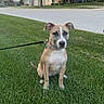 Journey joined the competition — help win amazing prizes! dog, puppy, grass, leash, suburban, street, house, tree, sidewalk, outdoor, pet, canine, nature, domestic_animal, summer, daylight, greenery, young_dog, sitting, quiet