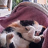 Minette a rejoint le concours — aidez-le/la à gagner de superbes lots ! cat, calico_cat, sleeping, upside_down, paws, blanket, cozy, indoors, home, living_room, window, curtains, houseplant, chair, relaxed, nap, fluffy, black_white_orange, pet, cute