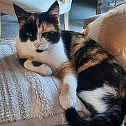Minette participe au concours pour gagner de l'argent avec cette photo : cat, calico_cat, pet, animal, feline, sitting, lounging, sofa, couch, cushion, blanket, living_room, houseplant, tropical_plant, indoor, portrait, black_white_orange, fur, relaxed, home_decor