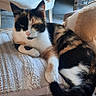 animal, black_white_orange, blanket, calico_cat, cat, couch, cushion, feline, fur, home_decor, houseplant, indoor, living_room, lounging, pet, portrait, relaxed, sitting, sofa, tropical_plant