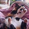 Minette a rejoint le concours — aidez-le/la à gagner de superbes lots ! cat, cats, calico, pets, animal, feline, sleeping, lying_down, belly_up, paws, pink_blanket, cozy, indoor, living_room, houseplant, chair, window, sunlight, cute, relaxed