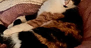 Minette participe au concours pour gagner de l'argent avec cette photo : cat, calico_cat, pet, animal, feline, sleeping, lounging, sitting, relaxed, cozy, blanket, bed, pink_blanket, indoors, window, curtains, houseplant, black_and_white, orange_fur, portrait
