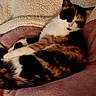 animal, bed, black_and_white, blanket, calico_cat, cat, cozy, curtains, feline, houseplant, indoors, lounging, orange_fur, pet, pink_blanket, portrait, relaxed, sitting, sleeping, window