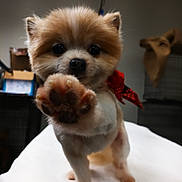 Hercules joined the competition — help win amazing prizes! dog, puppy, small_dog, fluffy, brown_and_white, red_scarf, paw, raised_paw, cute, portrait, indoor, blanket, sitting, front_view, close_up, pet, companion_animal, soft_fur, playful, cozy