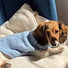 Bailey a rejoint le concours — aidez-le/la à gagner de superbes lots ! dog, puppy, long_haired, brown_fur, floppy_ears, dark_eyes, pet, animal, portrait, sitting, lying_down, blanket, sweater, blue_clothing, chair, indoor, cozy, cute, relaxed, paw