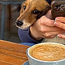Bailey participe au concours pour gagner de l'argent avec cette photo : puppy, dog, pet, animal, brown_fur, floppy_ears, face, eyes, nose, whiskers, person, hand, smartphone, phone, coffee, latte, cappuccino, cup, saucer, cafe