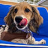 dog, pet, puppy, brown_fur, long_ears, floppy_ears, licking, tongue, nose, whiskers, harness, collar, leash, sitting, blue_chair, outdoor, palm_trees, balcony, sunlight, portrait
