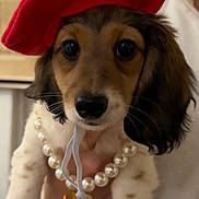 Bailey a rejoint le concours — aidez-le/la à gagner de superbes lots ! puppy, dog, beret, red_hat, pearls, necklace, charm, costume, portrait, close_up, brown_and_white, long_ears, floppy_ears, black_nose, whiskers, being_held, indoor, person, fashion, funny