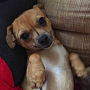 Peanut joined the competition — help win amazing prizes!