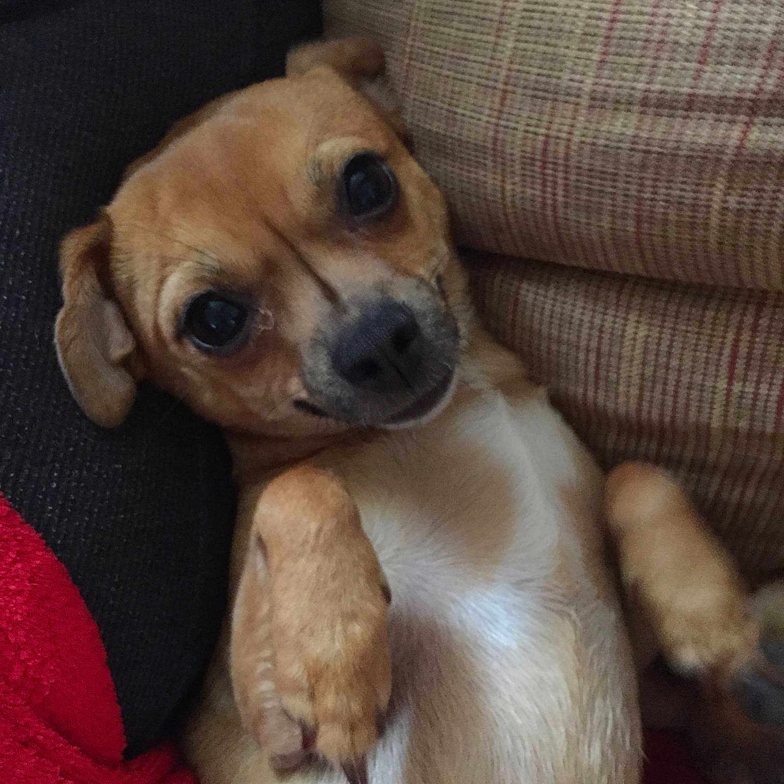 Peanut