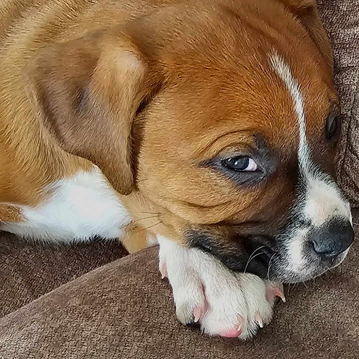 Duke