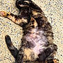 Choupette a rejoint le concours — aidez-le/la à gagner de superbes lots ! animal, cat, concrete, cute, daylight, feline, fur, lying_down, nature, outdoor, paw, pet, playful, relaxed, resting, sleepy, tail, texture, tortoiseshell, whiskers