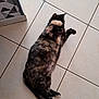 Choupette participe au concours pour gagner de l'argent avec cette photo : animal, cat, corner, cute, domestic_animal, feline, floor, fur, home, indoor, lying_down, paw, pet, playful, quiet, relaxed, resting, shy, tiled_floor, tortoiseshell