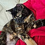 animal, blanket, cat, closeup, couch, cozy, cute, feline, fur, green_eyes, indoor, laying, pet, portrait, red_blanket, relaxed, resting, soft_texture, tortoiseshell_cat, whiskers