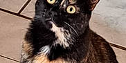 Choupette participe au concours pour gagner de l'argent avec cette photo : animal, cat, closeup, curious, cute, domestic_animal, ears, feline, fur, furry, indoor, looking_up, mammal, pet, portrait, sitting, tile_floor, tortoiseshell, whiskers, yellow_eyes