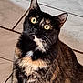 cat, tortoiseshell, pet, feline, animal, indoor, curious, yellow_eyes, fur, closeup, portrait, sitting, tile_floor, whiskers, ears, domestic_animal, looking_up, cute, mammal, furry