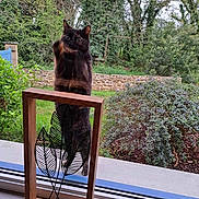 Mimine participe au concours pour gagner de l'argent avec cette photo : animal, backyard, cat, hardwood, kitten, manx, nature, outdoors, pet, photoframe, plant, racket, sport, stainedwood, tennis, tennisracket, window, windowsill, wood, yard