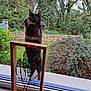 animal, backyard, cat, hardwood, kitten, manx, nature, outdoors, pet, photoframe, plant, racket, sport, stainedwood, tennis, tennisracket, window, windowsill, wood, yard