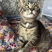 Bloom participe au concours pour gagner de l'argent avec cette photo : kitten, cat, tabby, pet, animal, bed, blanket, floral, pattern, indoor, cute, young, feline, whiskers, ears, claws, curious, sitting, looking_up, cozy