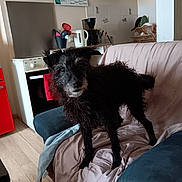 Rocky a rejoint le concours — aidez-le/la à gagner de superbes lots ! dog, black_dog, scruffy, pet, couch, blanket, kitchen, appliance, coffee_maker, kettle, dish_rack, floor, pillow, furniture, indoor, curious, standing, home, animal, domestic