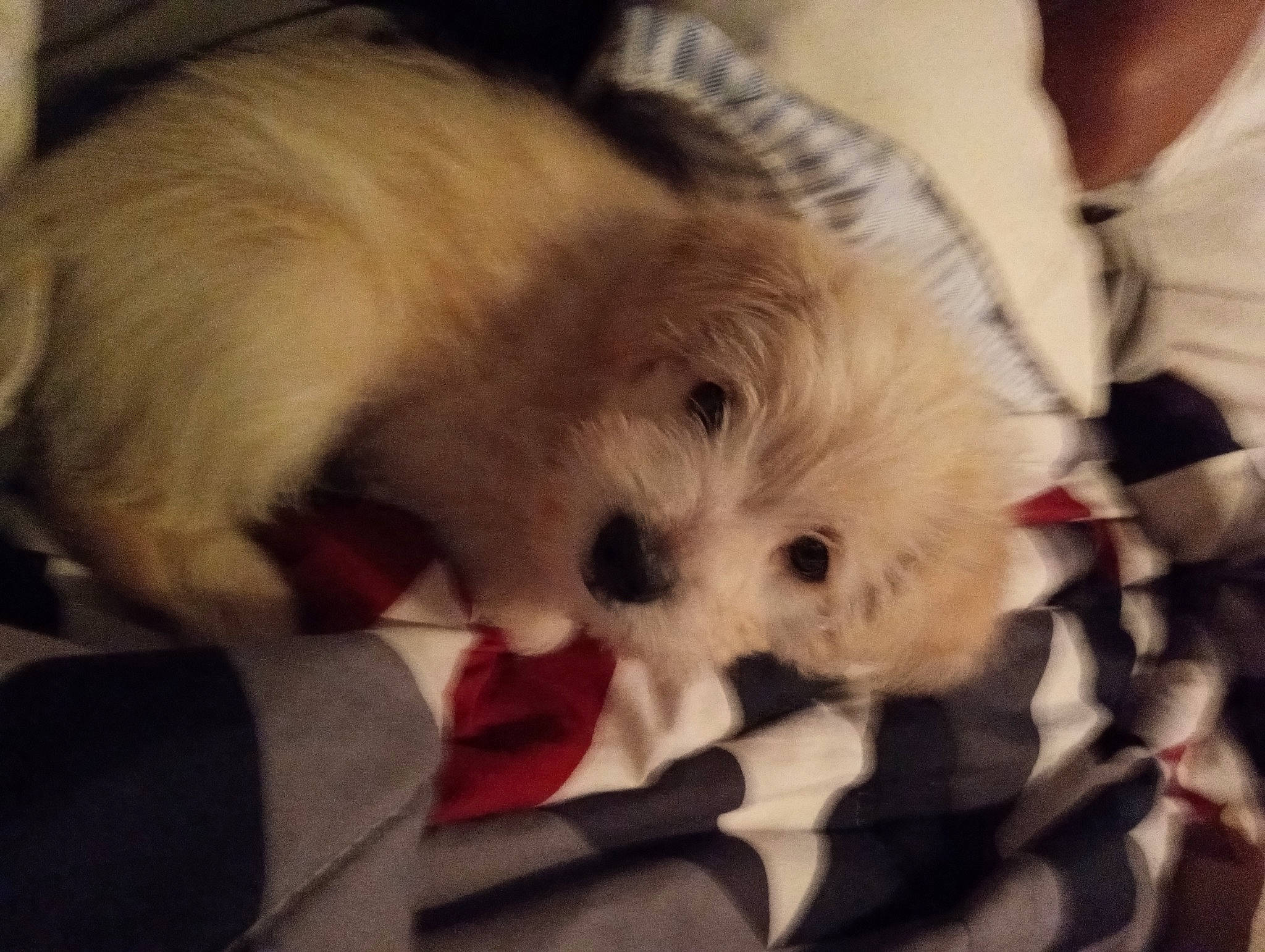 Lucky joined the competition — help win amazing prizes! canidae, carnivore, comfort, companion_dog, dog, dog_breed, fawn, fur, german_spitz, paw, pomeranian, small_terrier, snout, spitz, sporting_group, toy, toy_dog, volpino_italiano, whiskers, working_animal