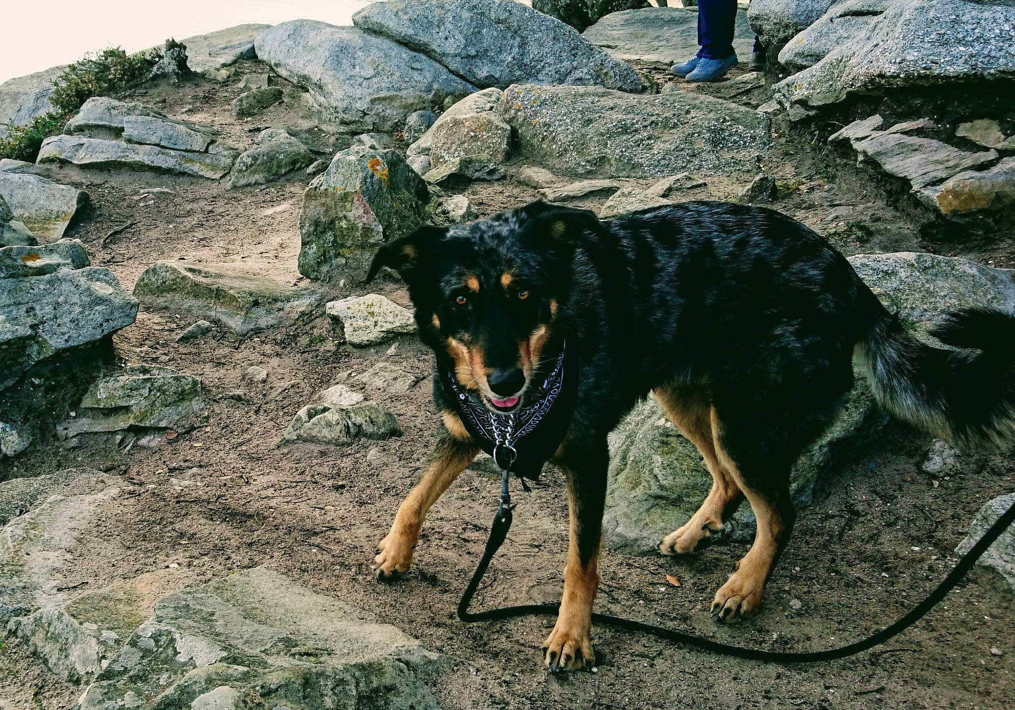 Fauve a rejoint le concours — aidez-le/la à gagner de superbes lots ! adventure, beauceron, canidae, carnivore, dog, dog_breed, geological_phenomenon, huntaway, hunting_dog, rock, sporting_group, working_dog