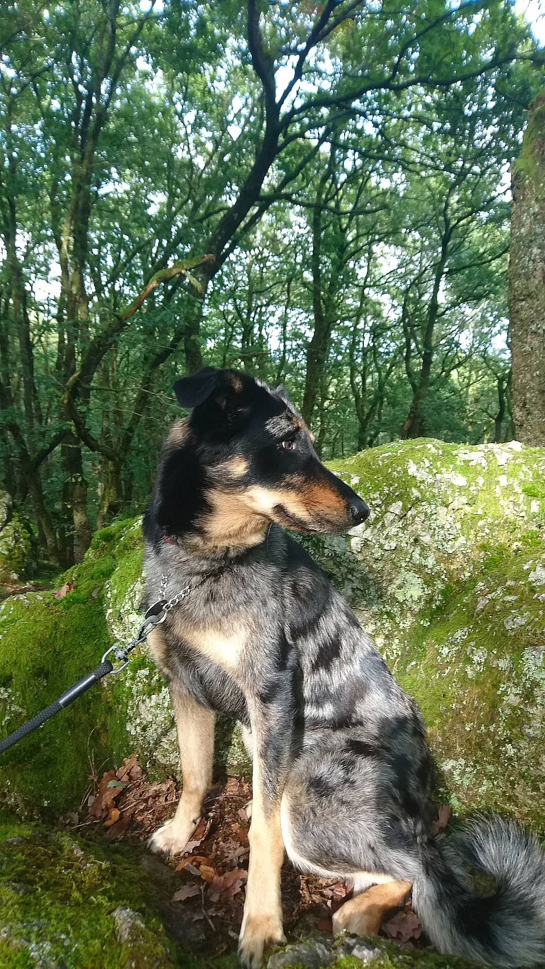 Fauve a rejoint le concours — aidez-le/la à gagner de superbes lots ! canidae, carnivore, dog, dog_breed, herding_dog, mammal, rare_breed_dog, smooth_collie, sporting_group, tree, vertebrate, working_dog