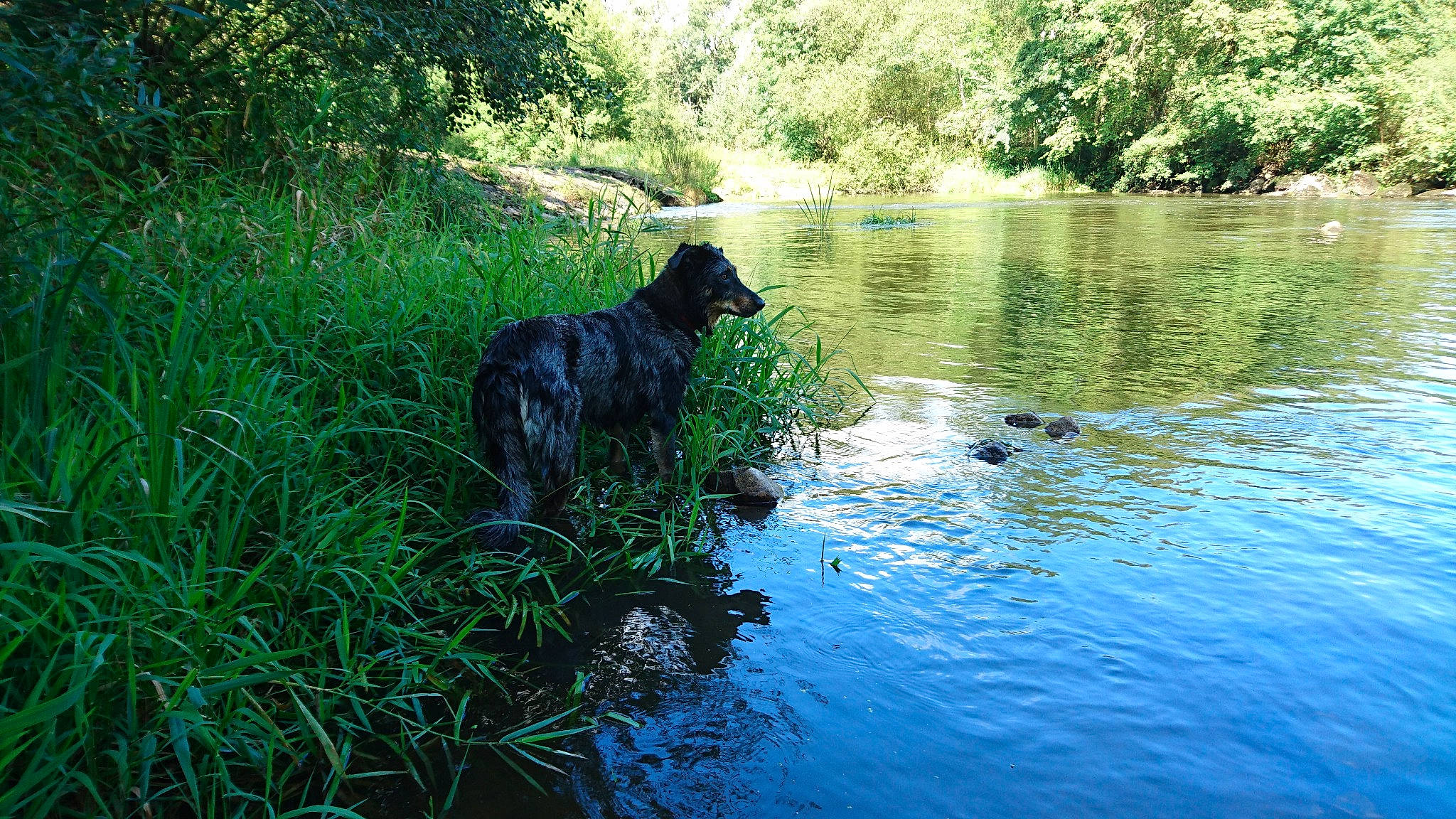 Fauve a rejoint le concours — aidez-le/la à gagner de superbes lots ! bank, biome, canidae, carnivore, dog, dog_breed, flat_coated_retriever, forest, lake, nature, plant, pond, retriever, river, sporting_group, tree, water, water_resources, watercourse, waterway