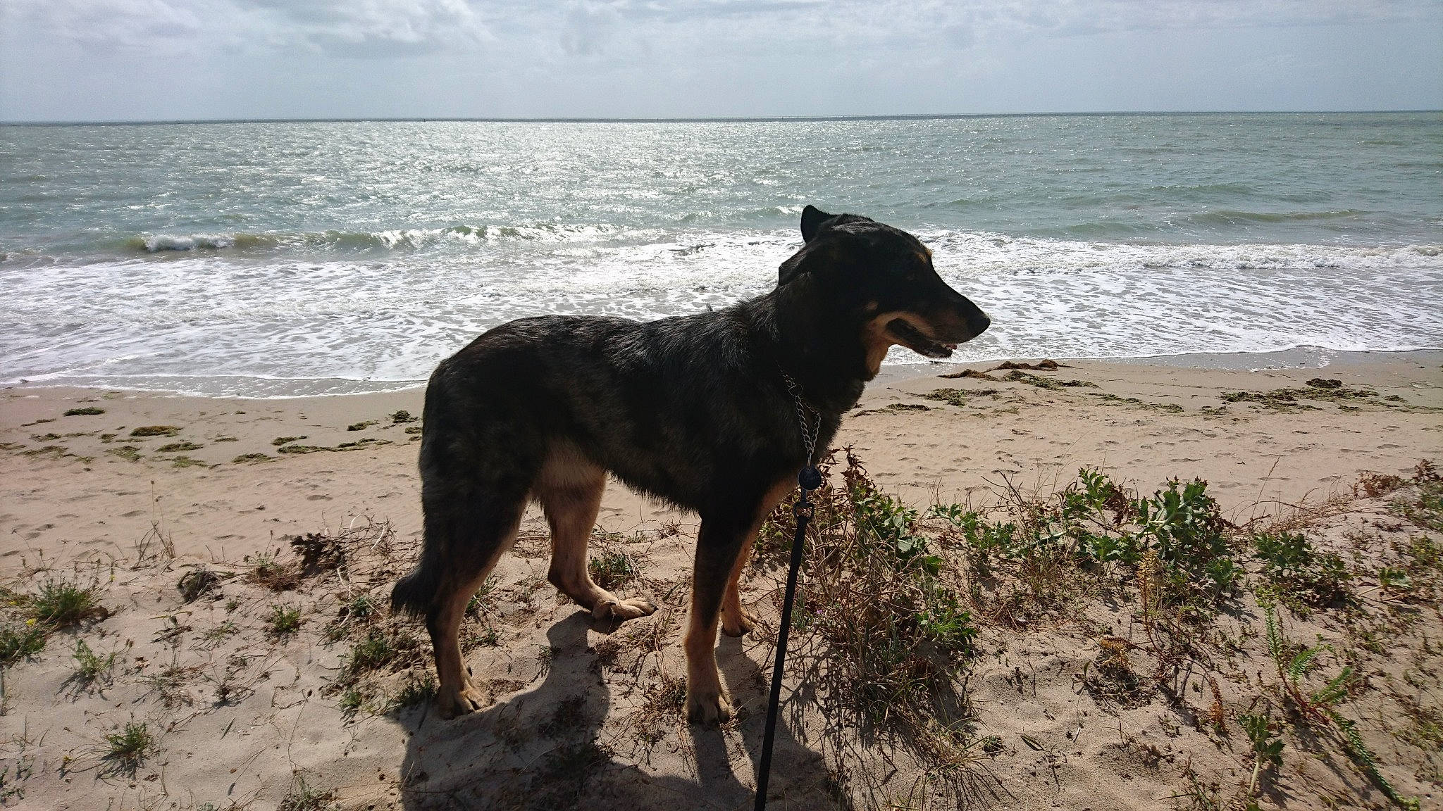 Fauve participe au concours pour gagner de l'argent avec cette photo : beach, canidae, carnivore, dog, dog_breed, mammal, ocean, sea, vertebrate