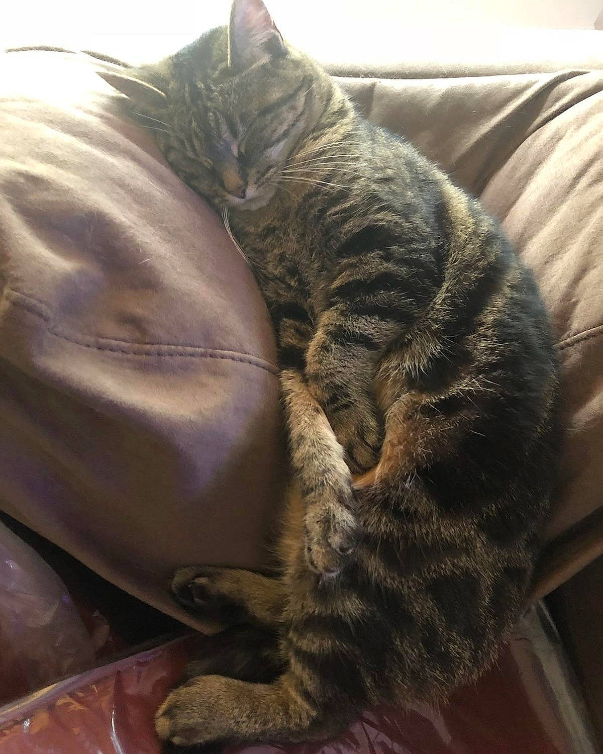 Alley is registered to the contest to win money with this photo: american_shorthair, asian, carnivore, cat, domestic_short_haired_cat, dragon_li, european_shorthair, felidae, fur, german_rex, nap, paw, sleep, small_to_medium_sized_cats, snout, tabby_cat, whiskers