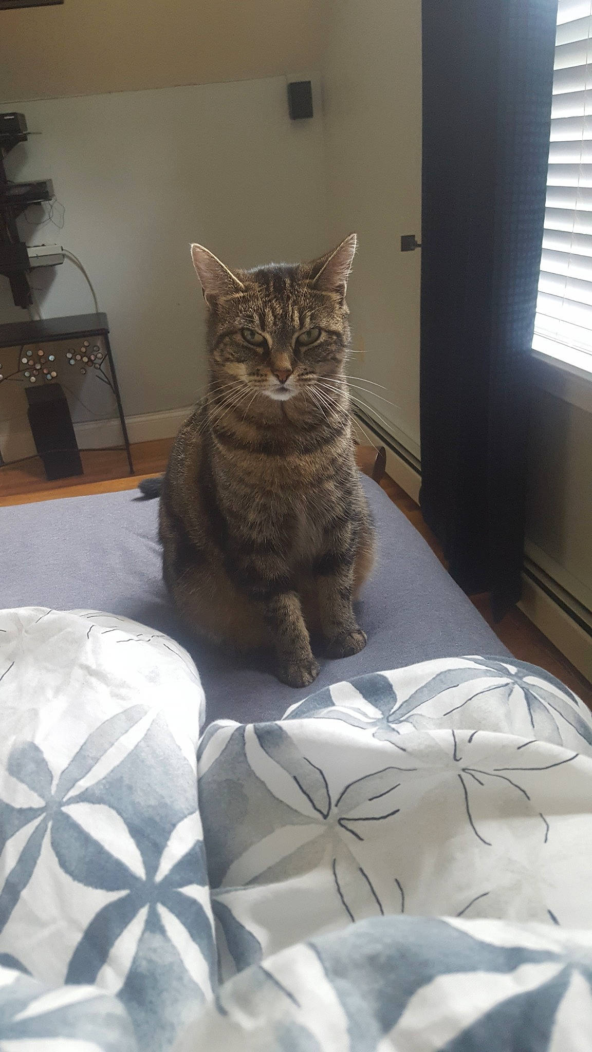 Alley joined the competition — help win amazing prizes! american_shorthair, asian, bed, carnivore, cat, chair, domestic_short_haired_cat, dragon_li, european_shorthair, felidae, fur, furniture, home, kitten, maine_coon, mammal, room, small_to_medium_sized_cats, tabby_cat, whiskers