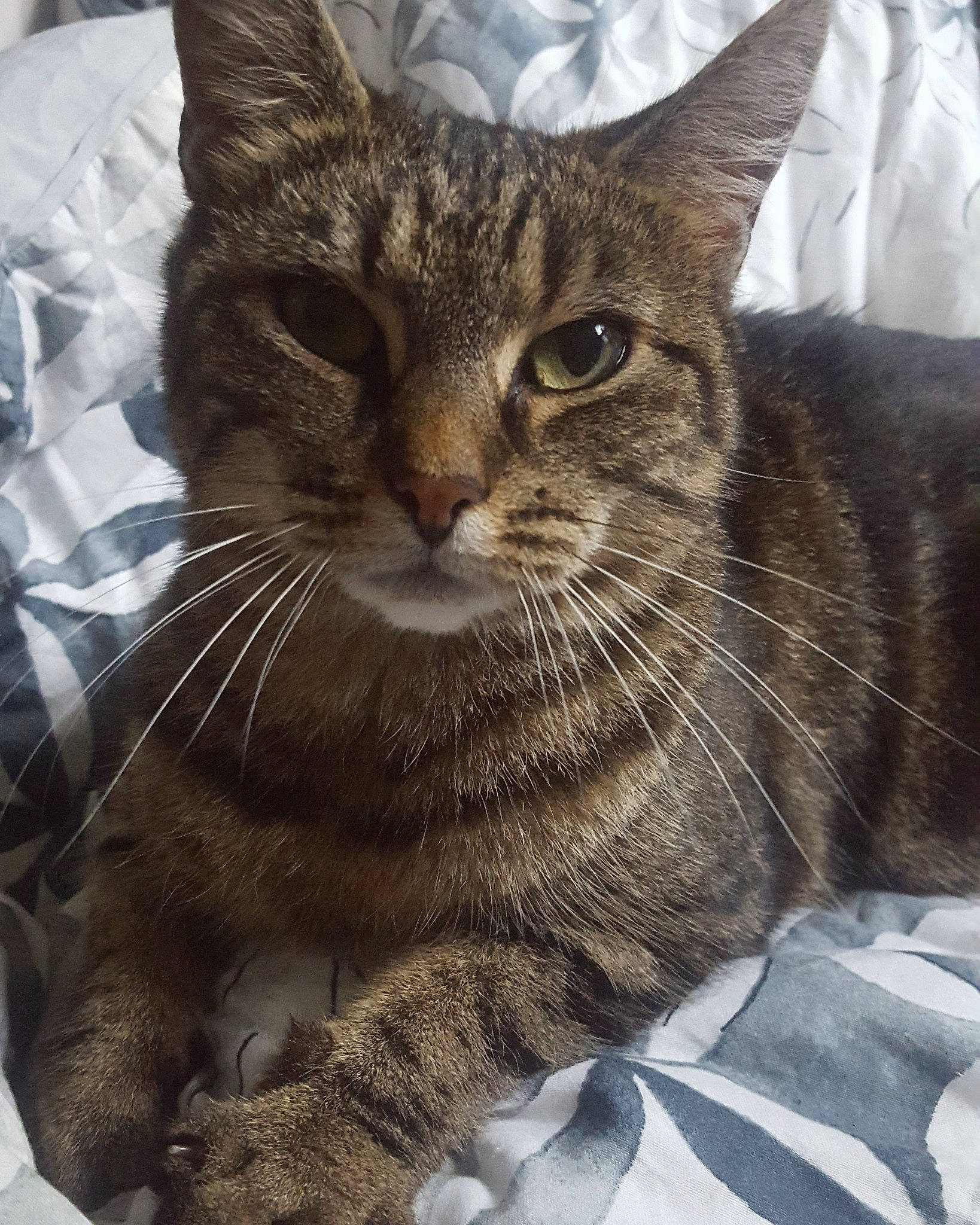 Alley joined the competition — help win amazing prizes! american_shorthair, american_wirehair, asian, australian_mist, california_spangled, carnivore, cat, domestic_short_haired_cat, dragon_li, european_shorthair, felidae, fur, kitten, mammal, pixie_bob, small_to_medium_sized_cats, snout, tabby_cat, whiskers, wild_cat