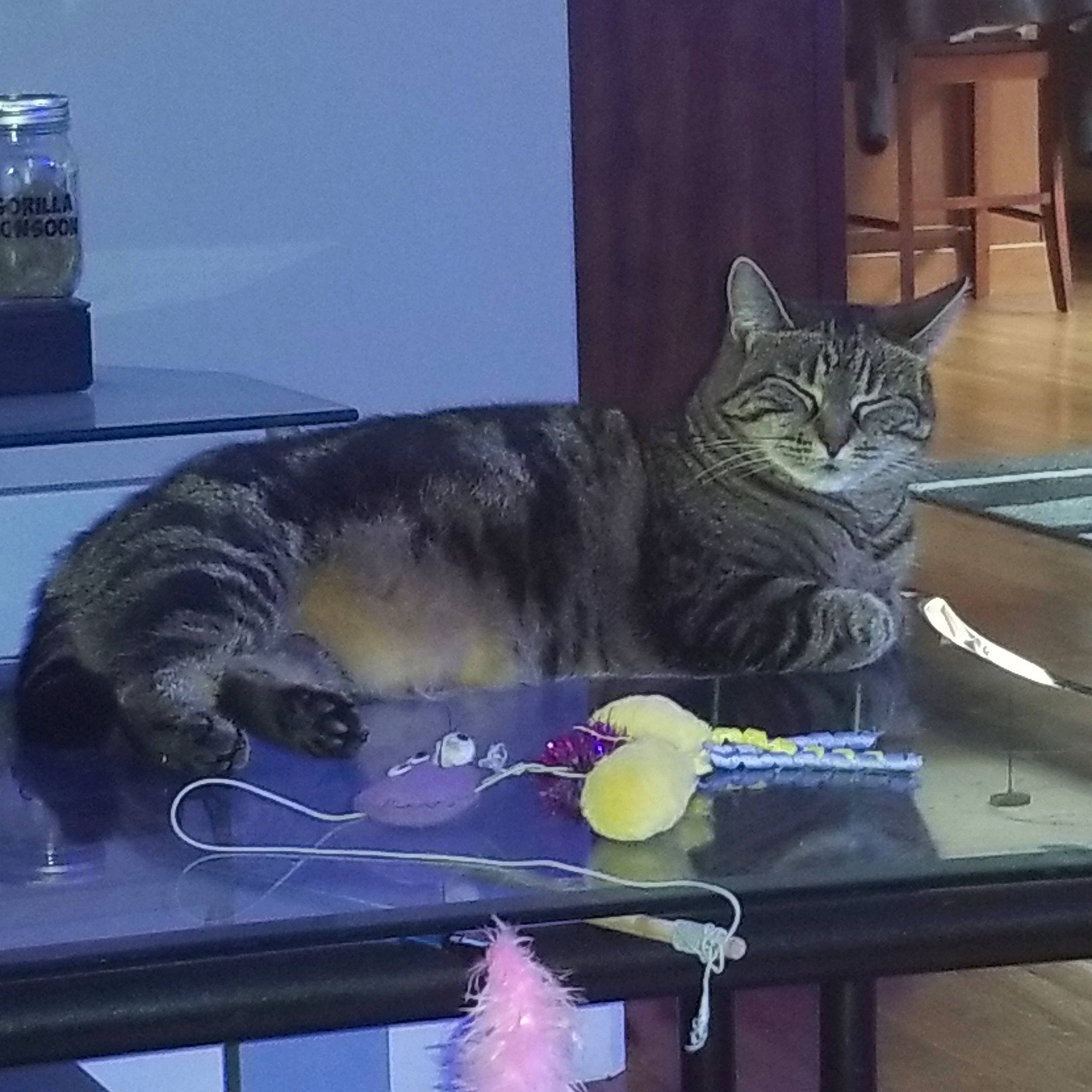 Alley joined the competition — help win amazing prizes! asian, carnivore, cat, domestic_short_haired_cat, dragon_li, european_shorthair, felidae, russian_blue, small_to_medium_sized_cats, square, tabby_cat, table, tail, whiskers