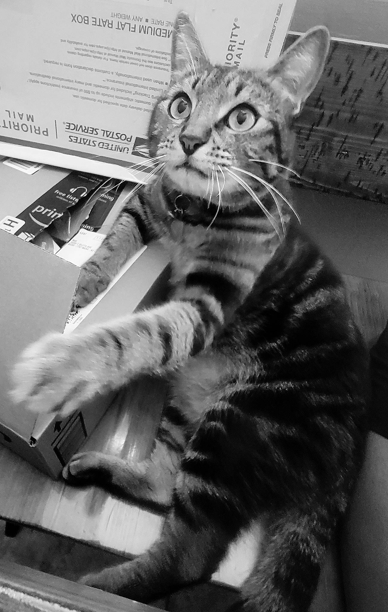 Tiger is registered to the contest to win money with this photo: black_and_white, carnivore, cat, claw, domestic_short_haired_cat, felidae, fur, monochrome, monochrome_photography, paw, photography, sitting, small_to_medium_sized_cats, snapshot, style, tail, terrestrial_animal, whiskers, white