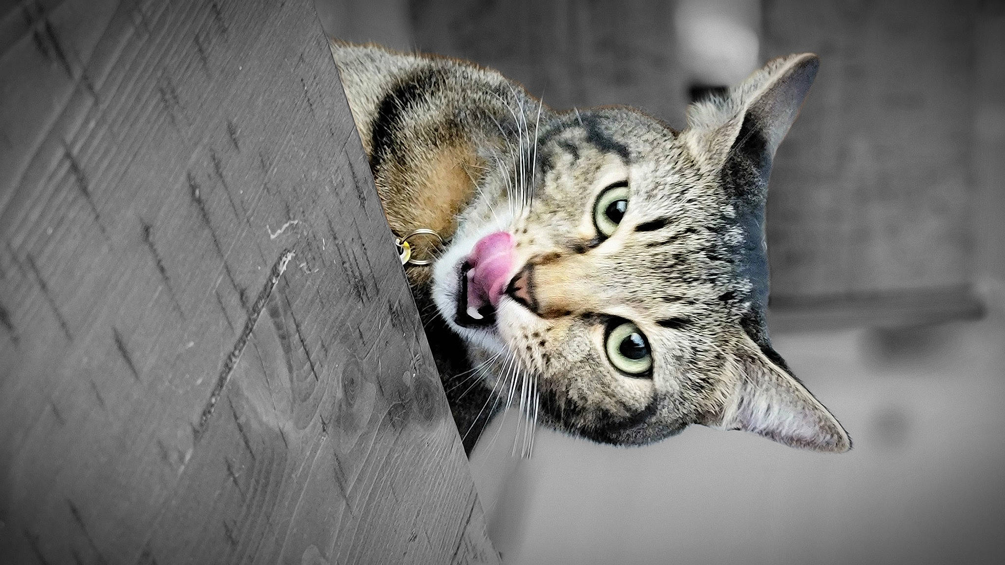 Tiger is registered to the contest to win money with this photo: carnivore, cat, claw, domestic_short_haired_cat, eye, fang, felidae, foot, fur, mammal, organism, paw, small_to_medium_sized_cats, tail, terrestrial_animal, tree, vertebrate, whiskers, wildlife, yawn