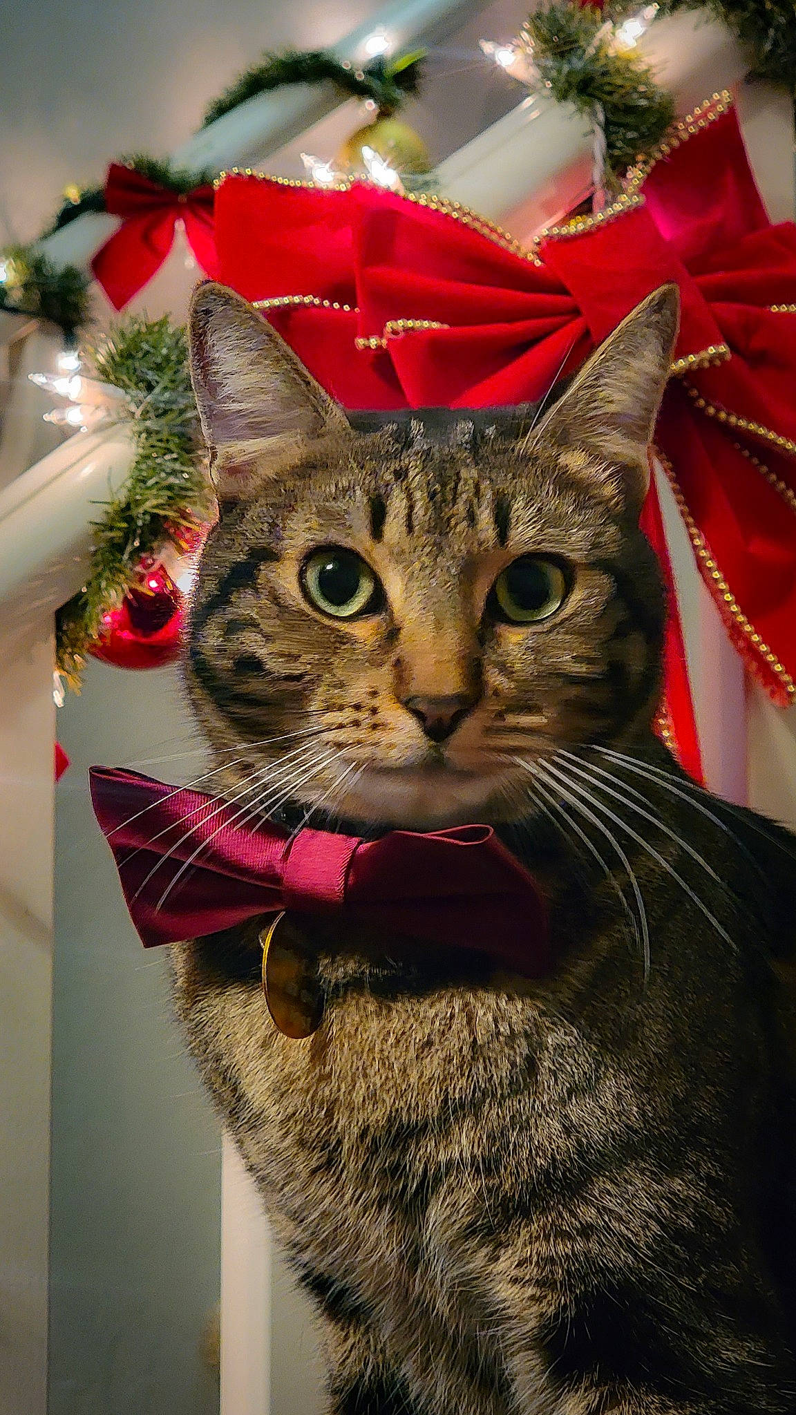 Tiger is registered to the contest to win money with this photo: carnivore, cat, christmas_decoration, christmas_ornament, christmas_tree, domestic_short_haired_cat, event, fashion_accessory, felidae, fur, holiday, mammal, small_to_medium_sized_cats, snout, tree, vertebrate, whiskers