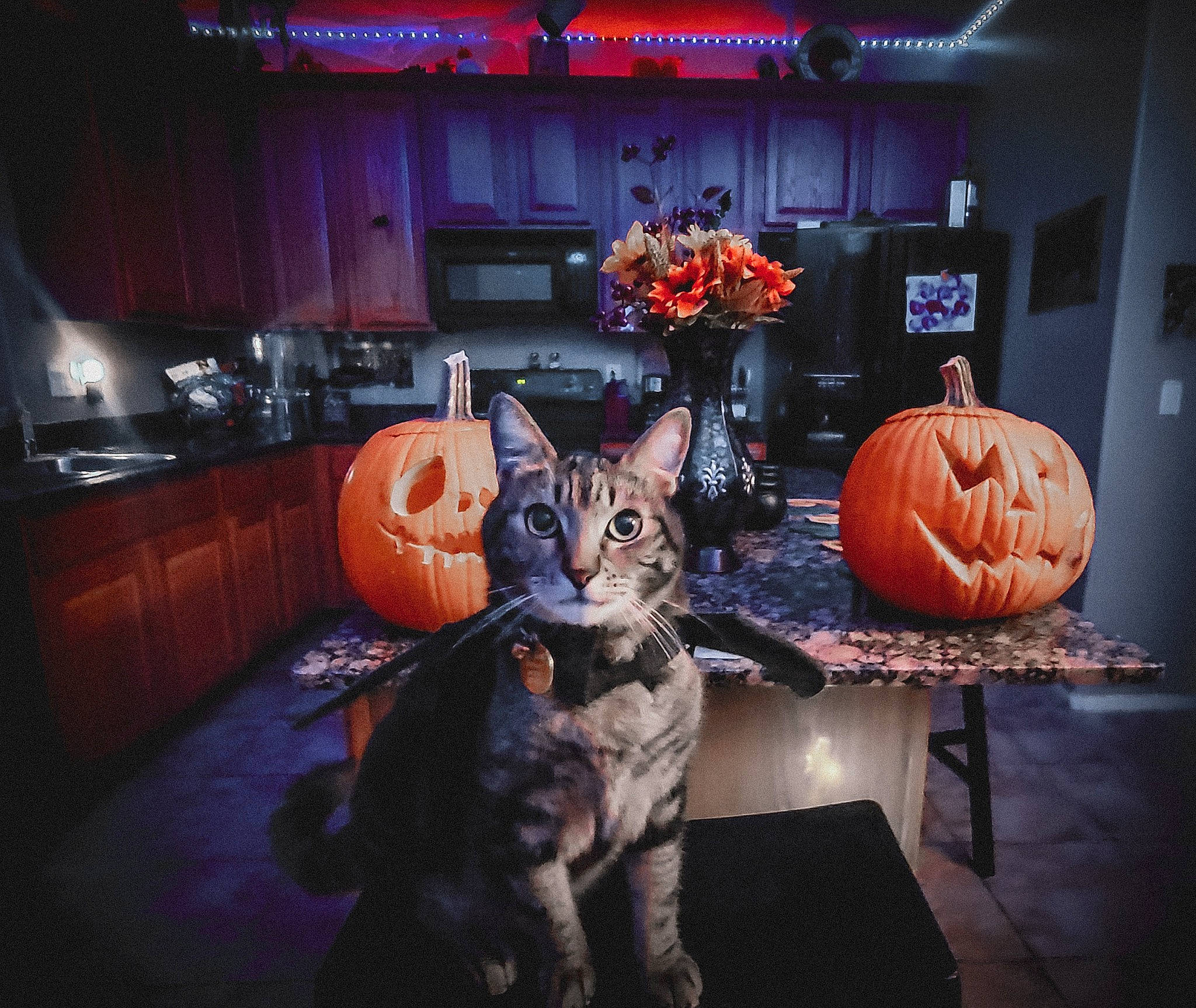 Tiger joined the competition — help win amazing prizes! calabaza, carnivore, cat, couch, cucurbita, curtain, darkness, event, felidae, fur, gourd, houseplant, orange, plant, pumpkin, purple, small_to_medium_sized_cats, table, whiskers, winter_squash