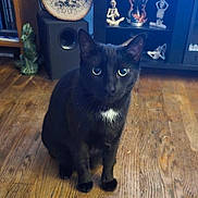 Chadwick is registered to the contest to win money with this photo: animal, black_cat, cat, close_up, cozy, curious, decor, dinosaur_statue, figurines, furniture, home, indoor, looking_at_camera, pet, portrait, shelf, sitting, skeleton, wide_eyes, wooden_floor