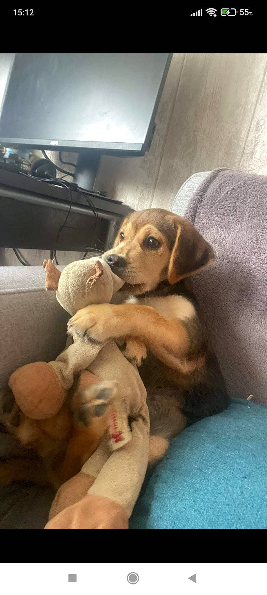 Sky a rejoint le concours — aidez-le/la à gagner de superbes lots ! beagle, canidae, car_seat, carnivore, comfort, companion_dog, display_device, dog, dog_breed, fawn, fur, home_appliance, hound, scent_hound, snout, sporting_group, television, television_set, vehicle_door, working_animal