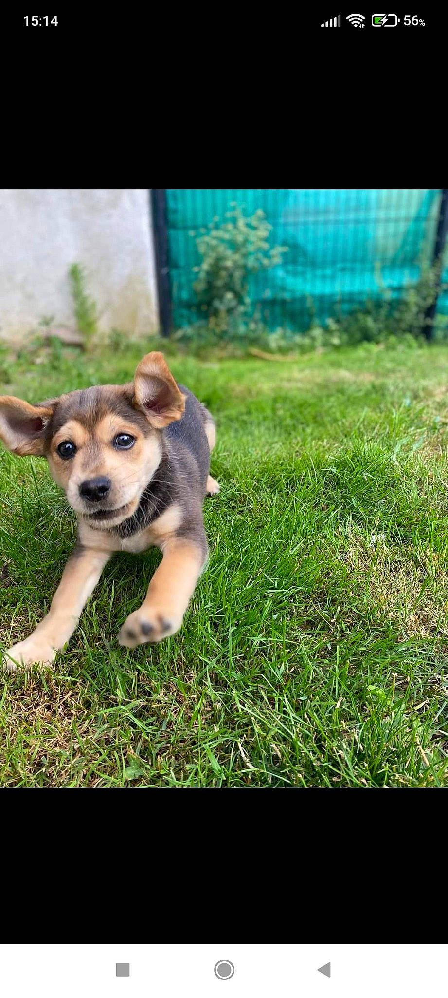 Sky a rejoint le concours — aidez-le/la à gagner de superbes lots ! canidae, carnivore, companion_dog, dog, dog_breed, grass, grassland, lawn, paw, plant, puppy, soil, tail, terrestrial_animal, whiskers, working_animal, working_dog, yard
