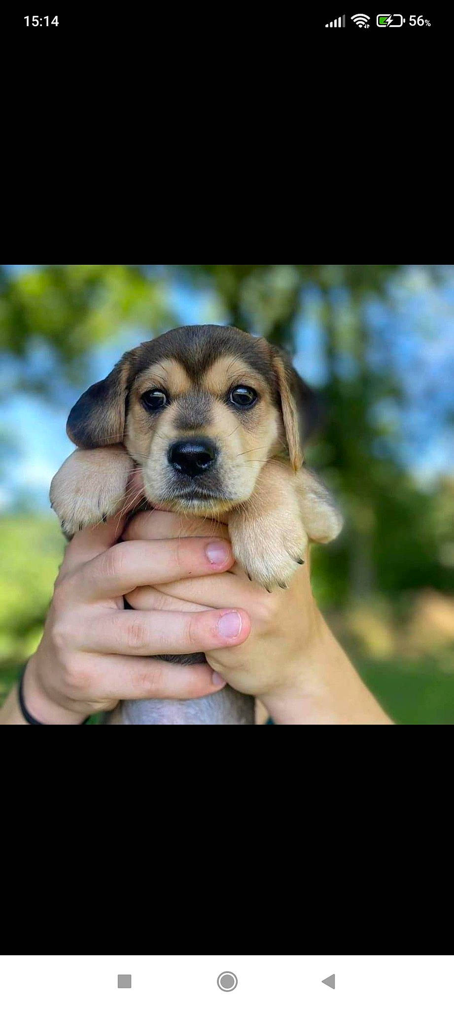 Sky participe au concours pour gagner de l'argent avec cette photo : canidae, carnivore, companion_dog, dog, dog_breed, fawn, gesture, hand, hound, hunting_dog, nail, puppy, sporting_group, terrestrial_animal, thumb, tree, working_animal, working_dog