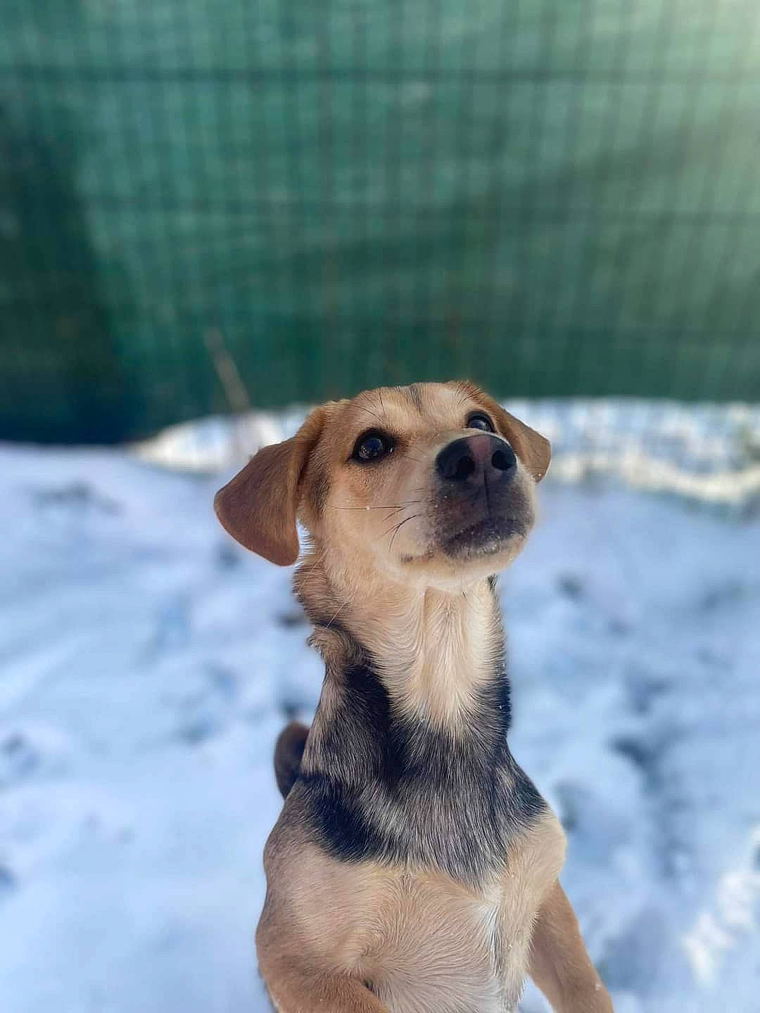 Sky participe au concours pour gagner de l'argent avec cette photo : canidae, carnivore, collar, companion_dog, dog, dog_breed, dog_collar, dog_supply, fawn, fur, mesh, pet_supply, snout, snow, sporting_group, tail, terrestrial_animal, whiskers, winter, working_dog