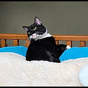 Tux is registered to the contest to win money with this photo: animal, bed, black_and_white, blanket, cat, cozy, cute, domestic_animal, ears, feline, fluffy, fur, indoor, looking_away, pet, relaxed, resting, tuxedo_cat, whiskers, wooden_bedframe