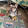 dog, french_bulldog, pet, indoor, rug, bedspread, hardwood_floor, collar, id_tag, carpet, looking_up, brown_eyes, pointy_ears, portrait, sitting, playful, cute, attentive, play_mat, bedroom