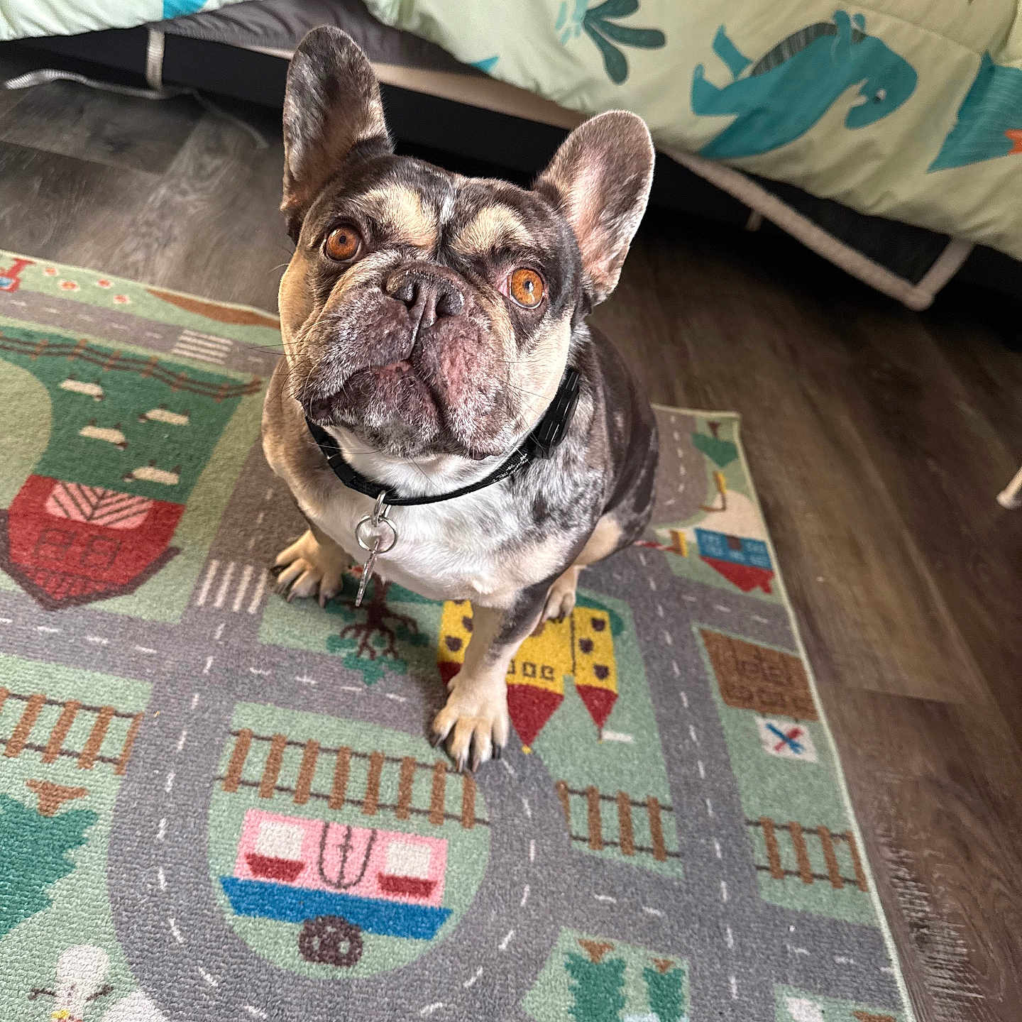 Bellatrix is registered to the contest to win money with this photo: attentive, bedroom, bedspread, brown_eyes, carpet, collar, cute, dog, french_bulldog, hardwood_floor, id_tag, indoor, looking_up, pet, play_mat, playful, pointy_ears, portrait, rug, sitting