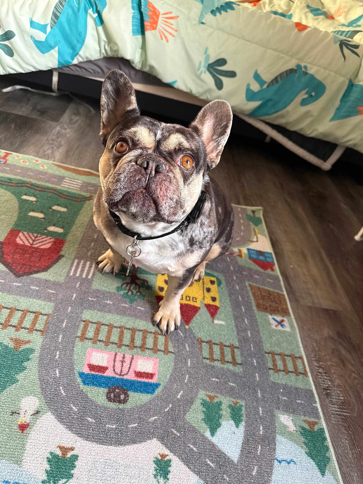 Bellatrix is registered to the contest to win money with this photo: dog, french_bulldog, pet, indoor, rug, bedspread, hardwood_floor, collar, id_tag, carpet, looking_up, brown_eyes, pointy_ears, portrait, sitting, playful, cute, attentive, play_mat, bedroom
